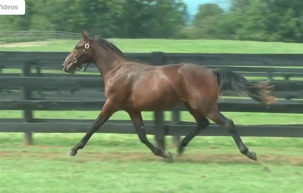 Standard Bred Yearlings